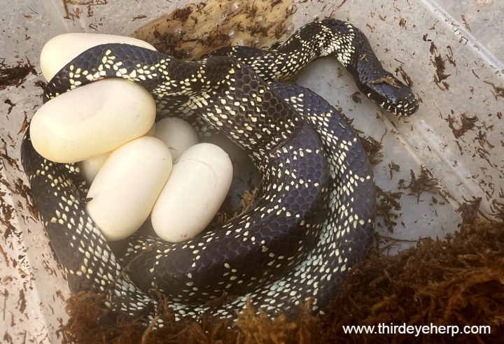 Desert Kingsnake